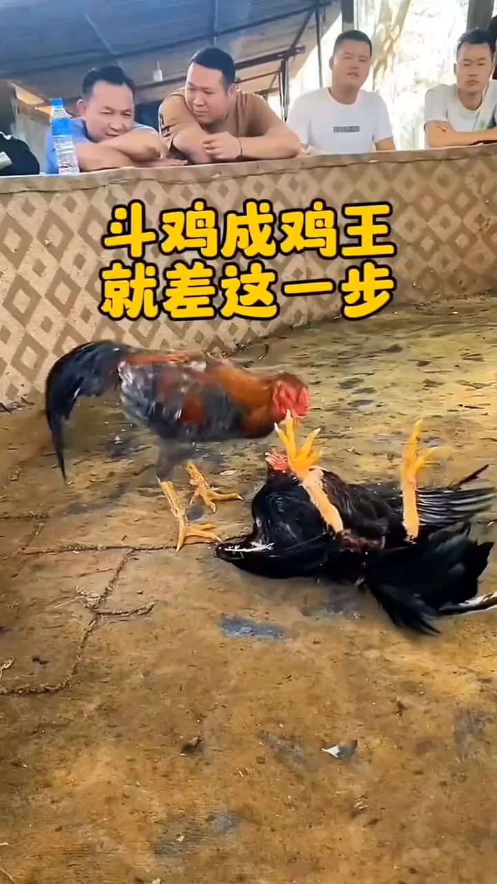 斗鸡成鸡王,就差这一步