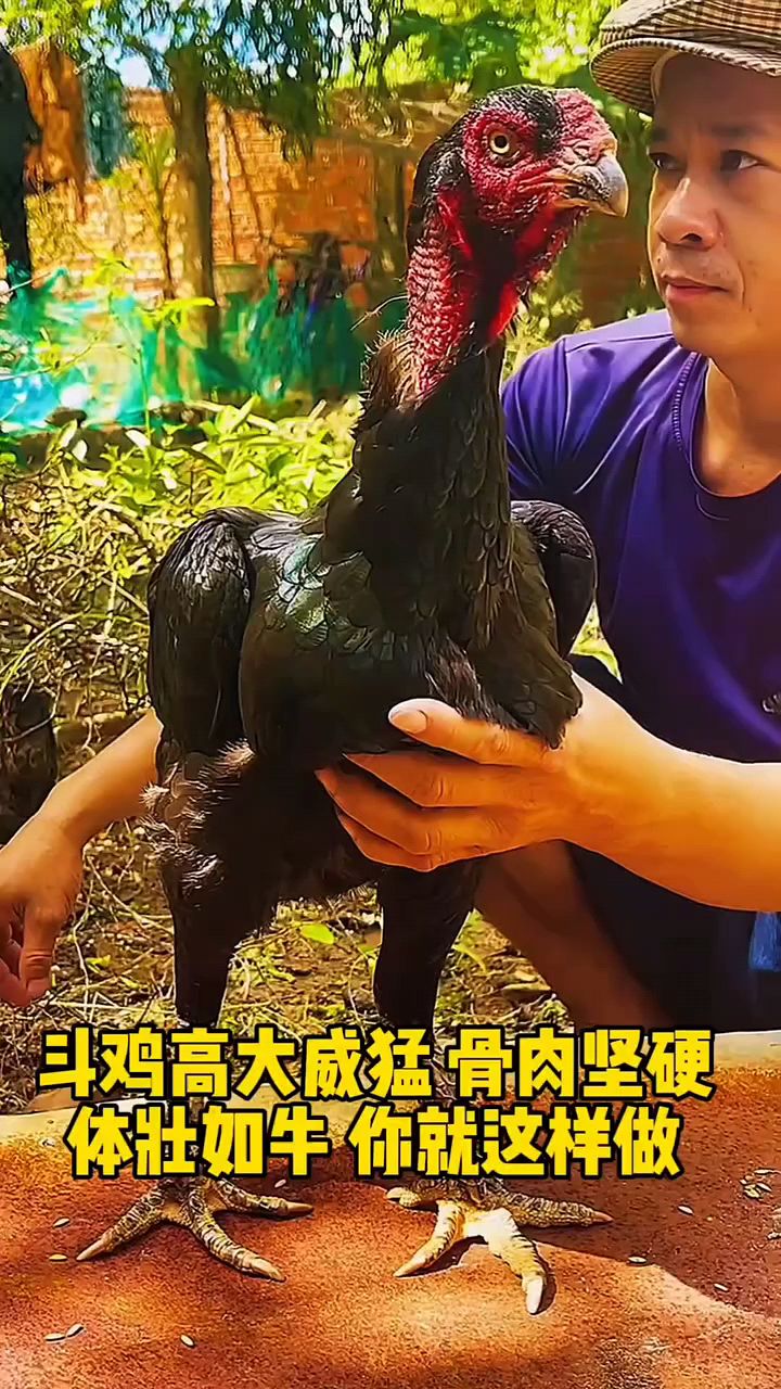 斗鸡高大威猛骨骼坚硬