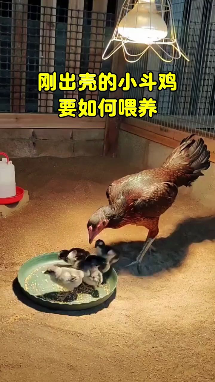 刚出壳小鸡怎么喂长得好