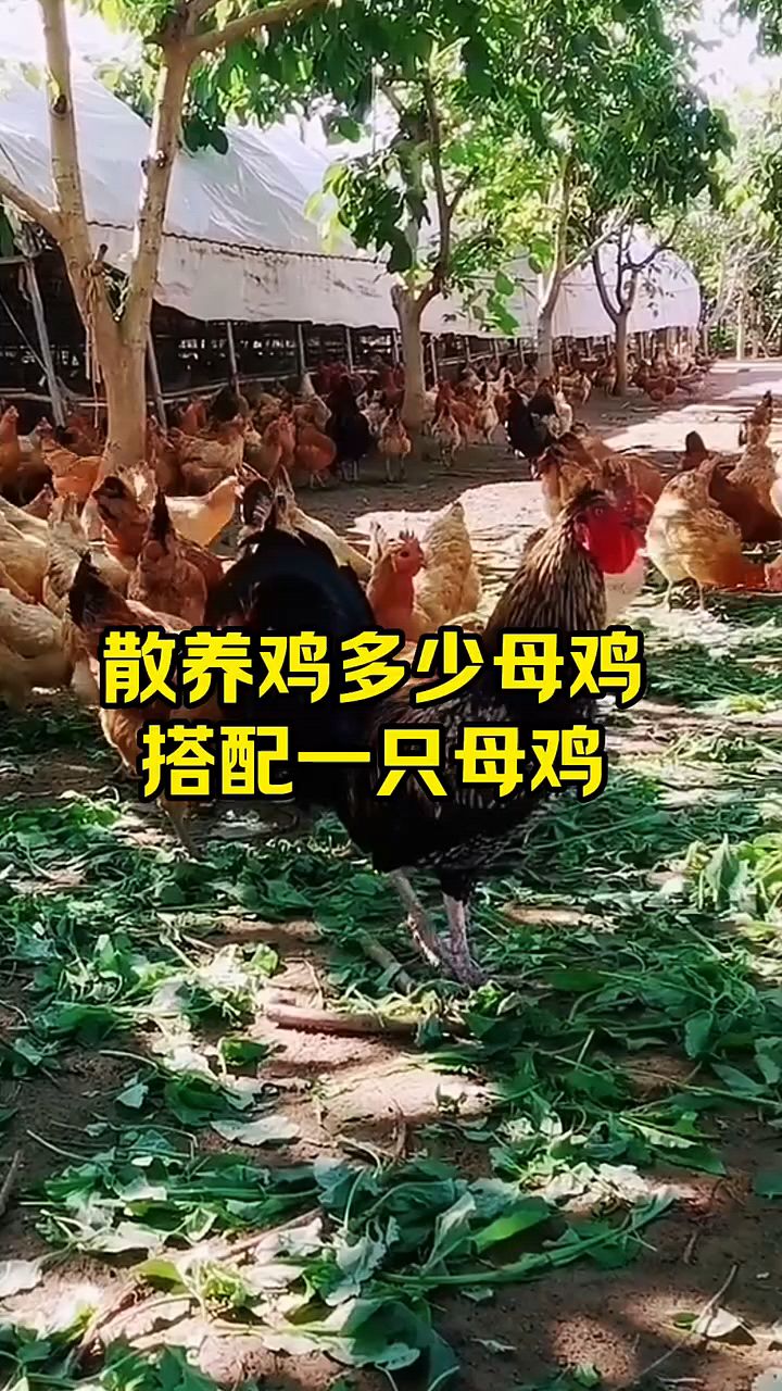 多少母鸡搭配一只公鸡