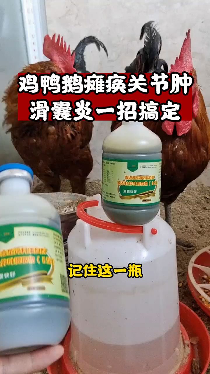 鸡鸭鹅腿瘸用这个东西