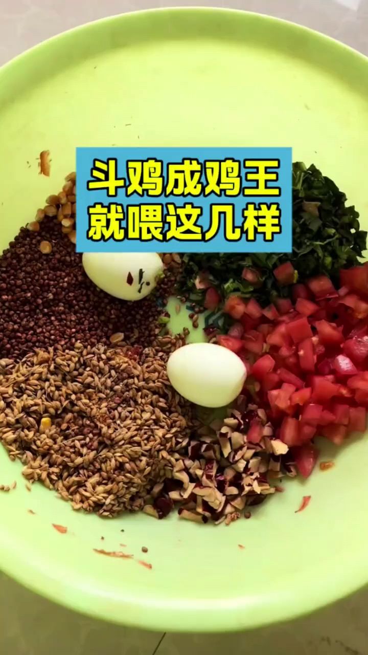 斗鸡成鸡王,你就这样喂