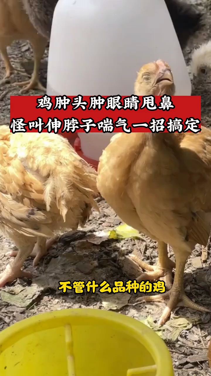 鸡鸭鹅生病用这个东西