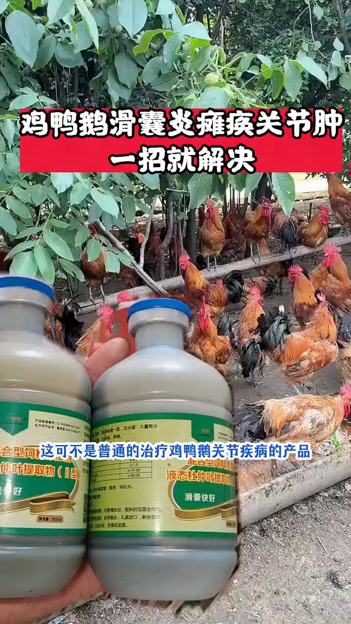 鸡鸭鹅瘫软腿瘸怎么办