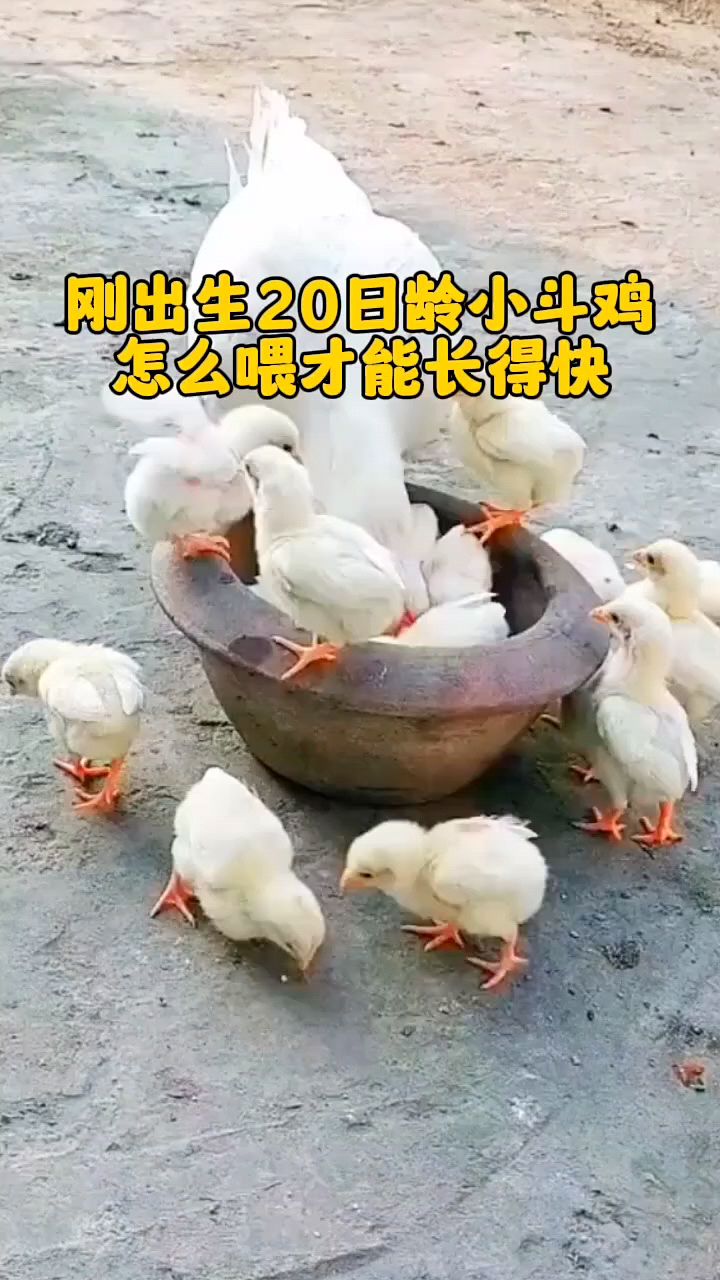 刚出生小鸡怎么喂长得快