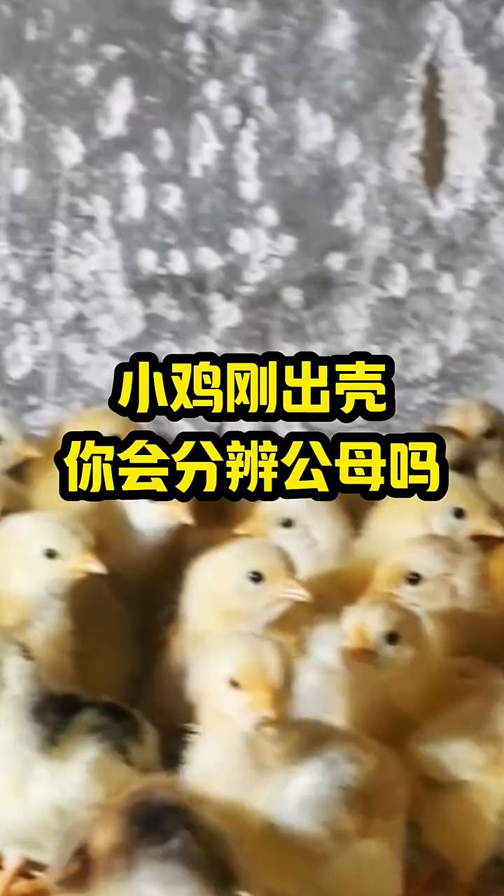 小鸡出壳怎么分辨公母