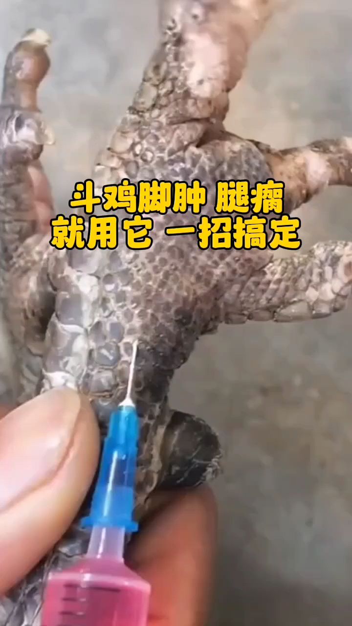 鸡鸭鹅脚掌肿大怎么办