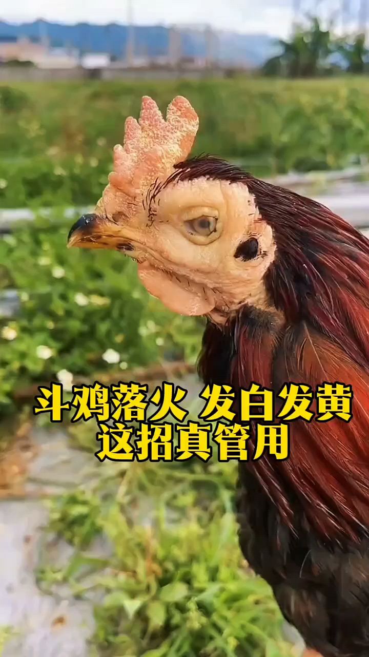 斗鸡发白发黄这招真不错