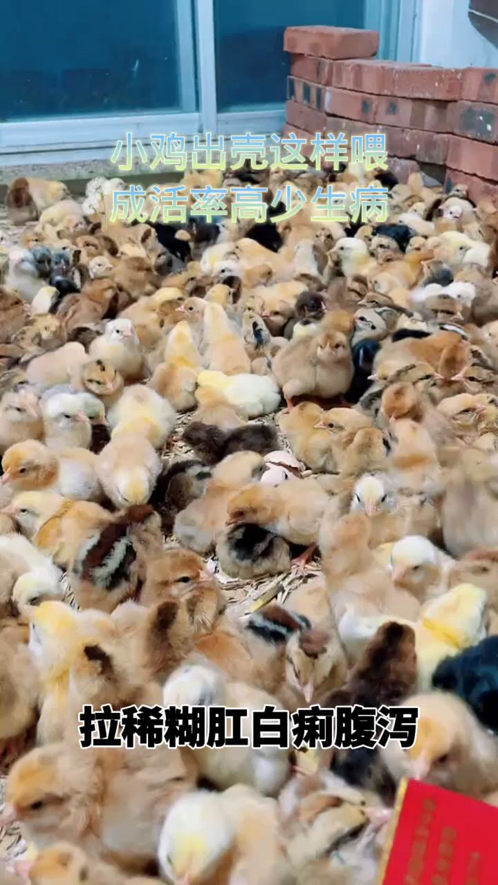 小鸡出壳这样喂成活率高
