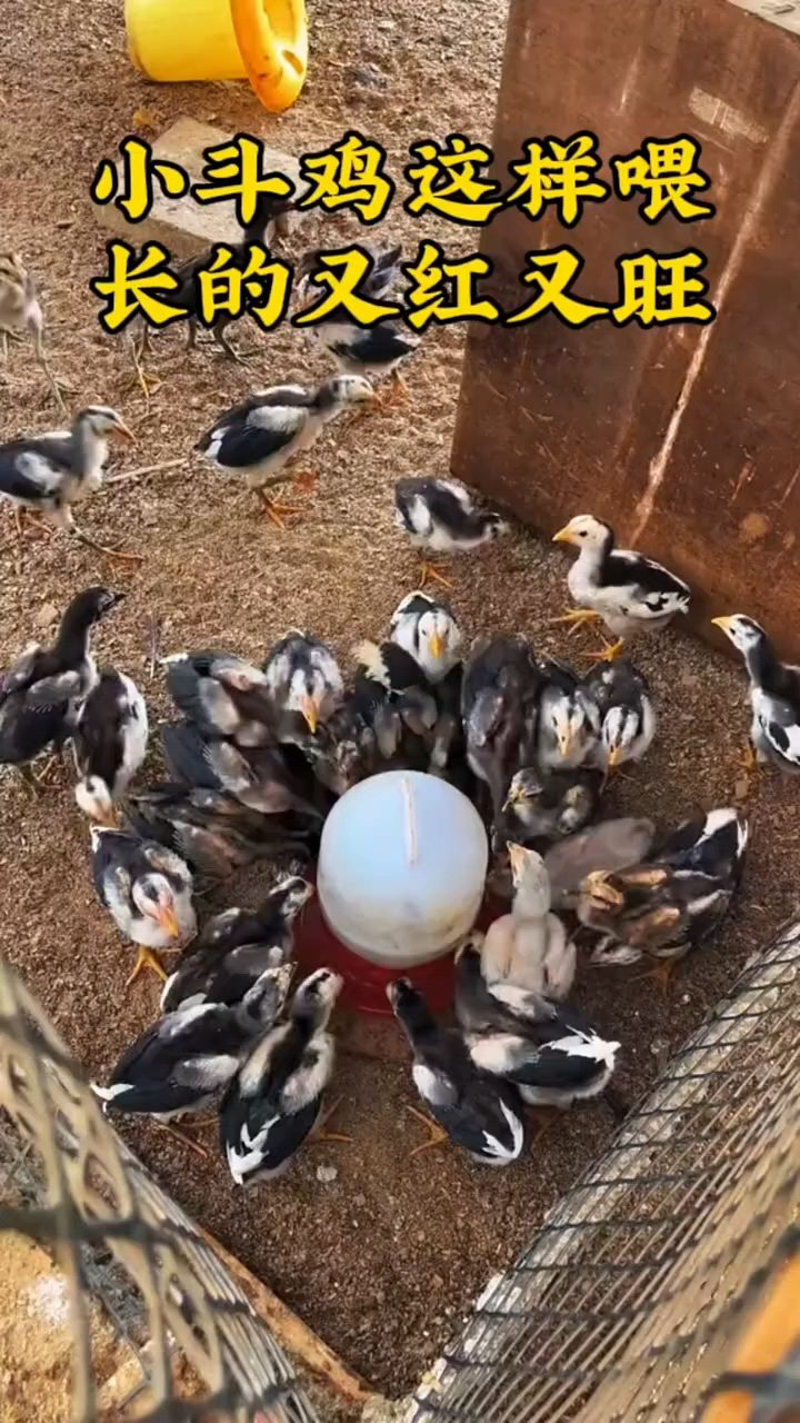 小鸡怎么喂长得快