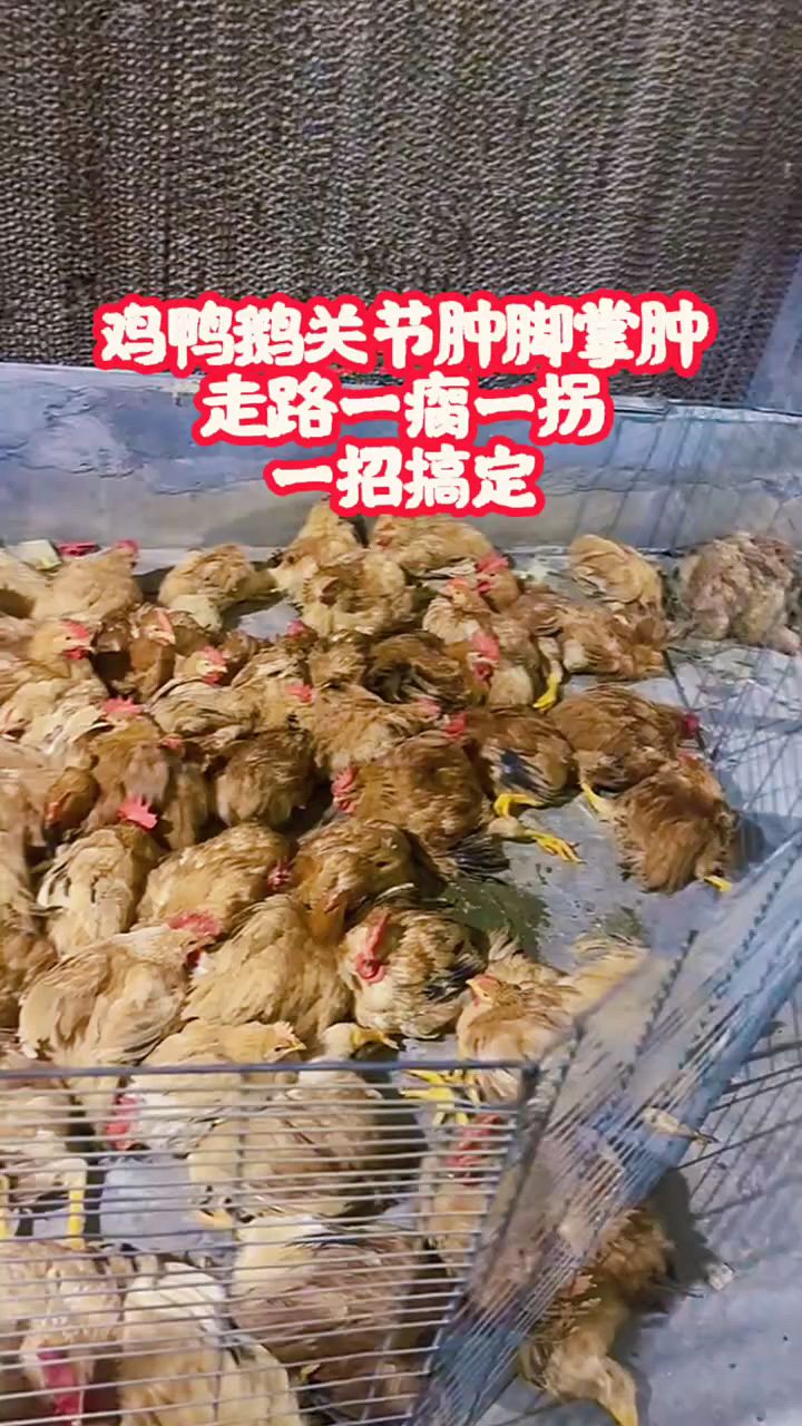 鸡鸭鹅腿瘸走路不稳