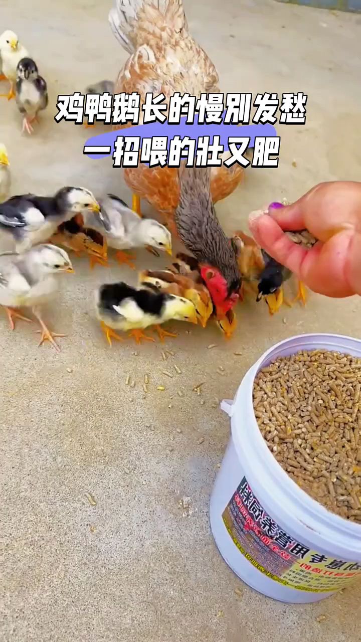 鸡鸭鹅长得慢用这个东西