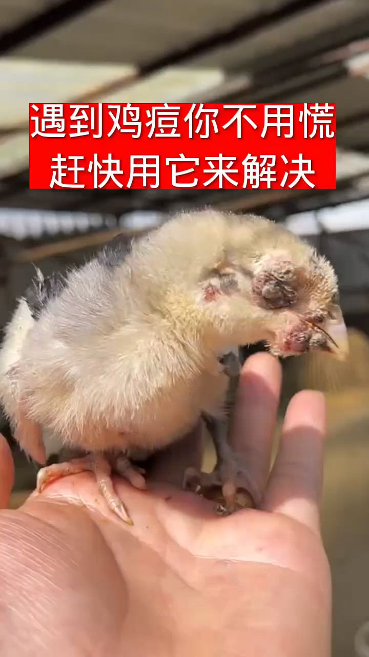 这样的鸡怎么处理啊