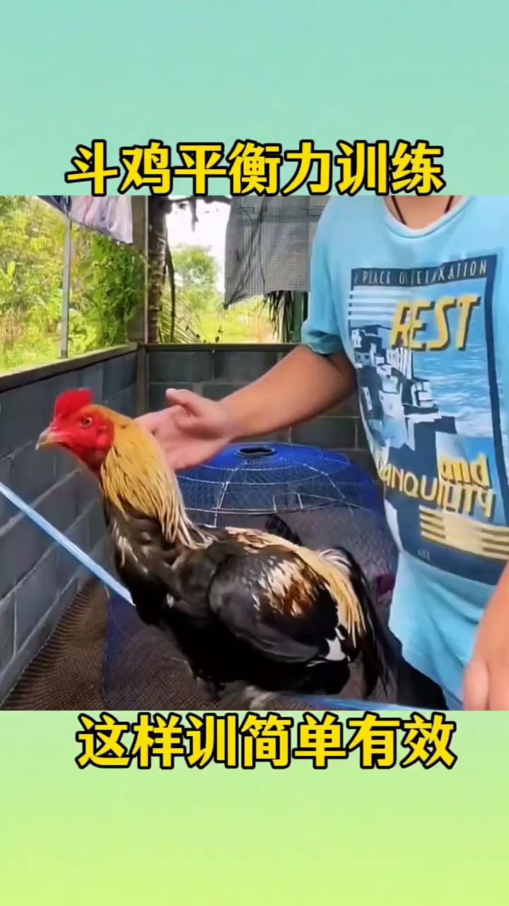 斗鸡平衡力训练方法