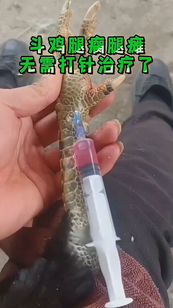 斗鸡腿瘸瘫痪怎么办
