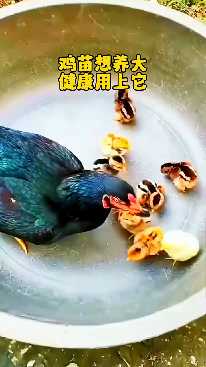 鸡苗养大怎么喂啊