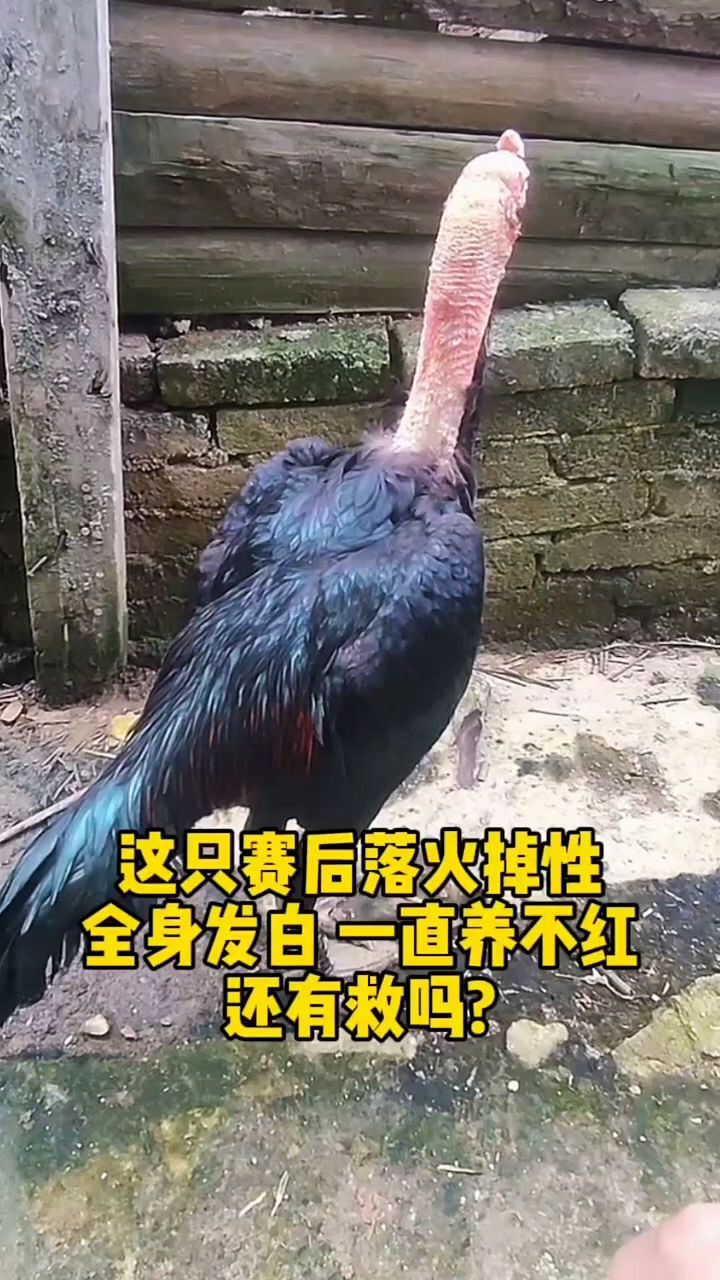 斗鸡发白养不红怎么办