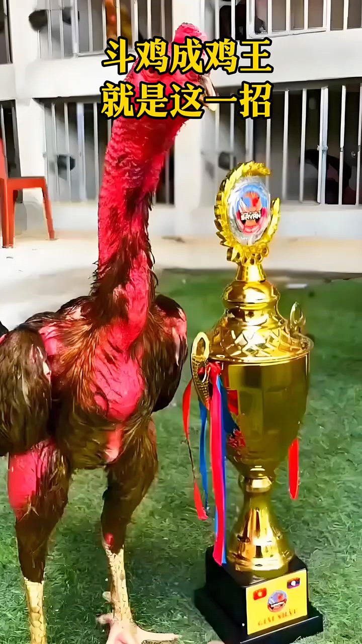 斗鸡成鸡王,你就这样喂