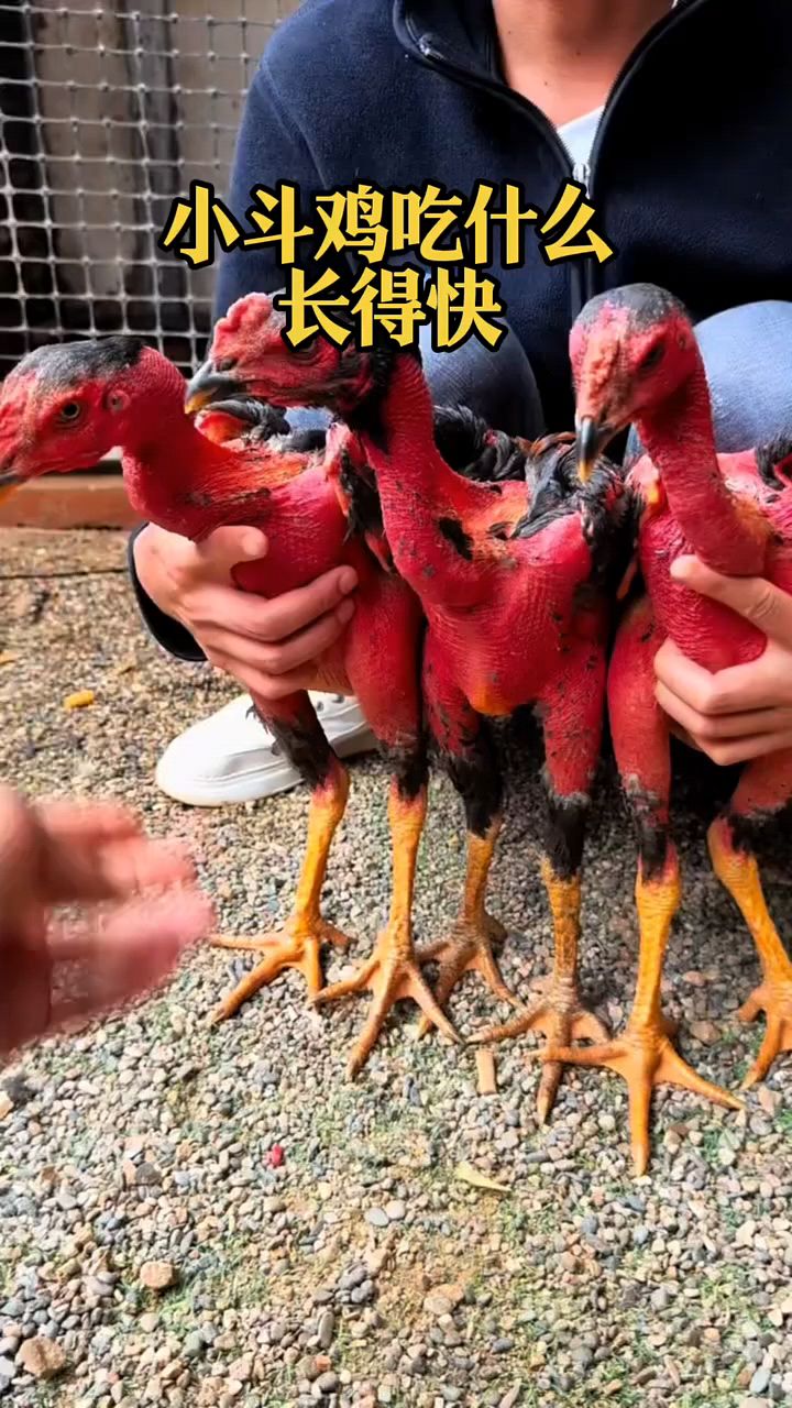 小鸡吃什么长得快啊