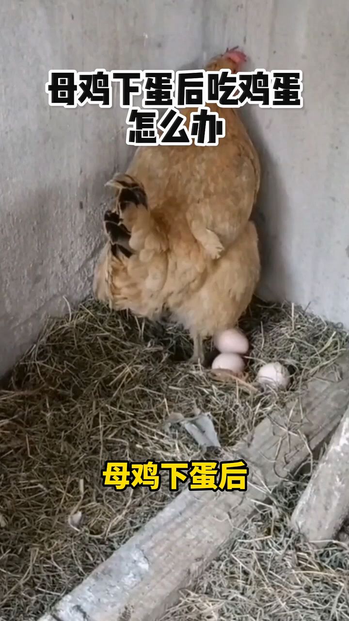 母鸡下蛋后吃了怎么办