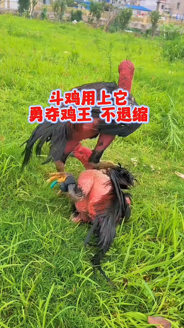 斗鸡夺鸡王不退缩