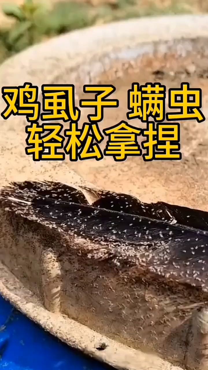 鸡虱子螨虫怎么办