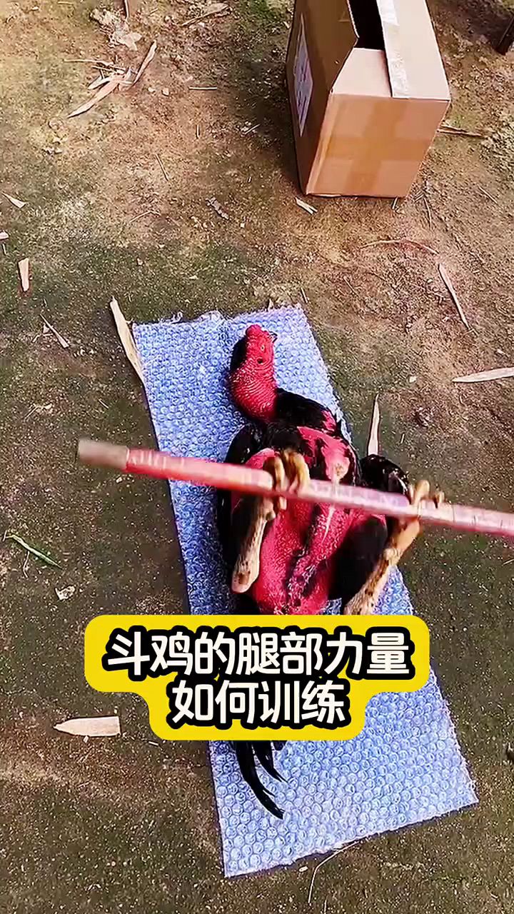 斗鸡腿部训练怎么做