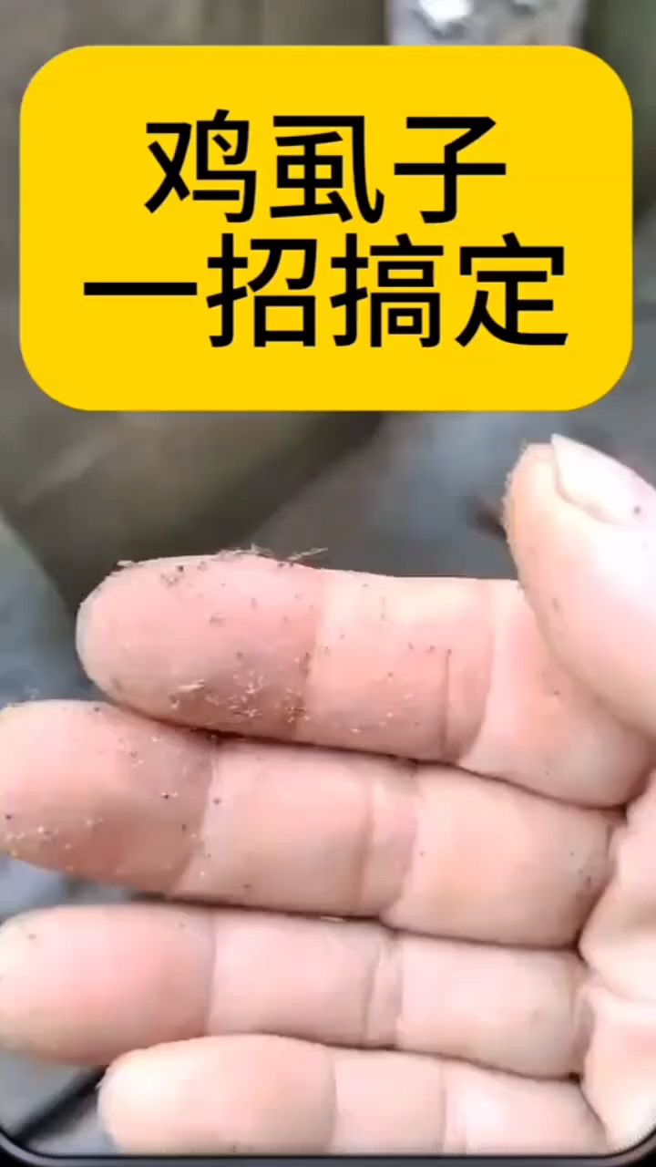 鸡虱子太多怎么办啊