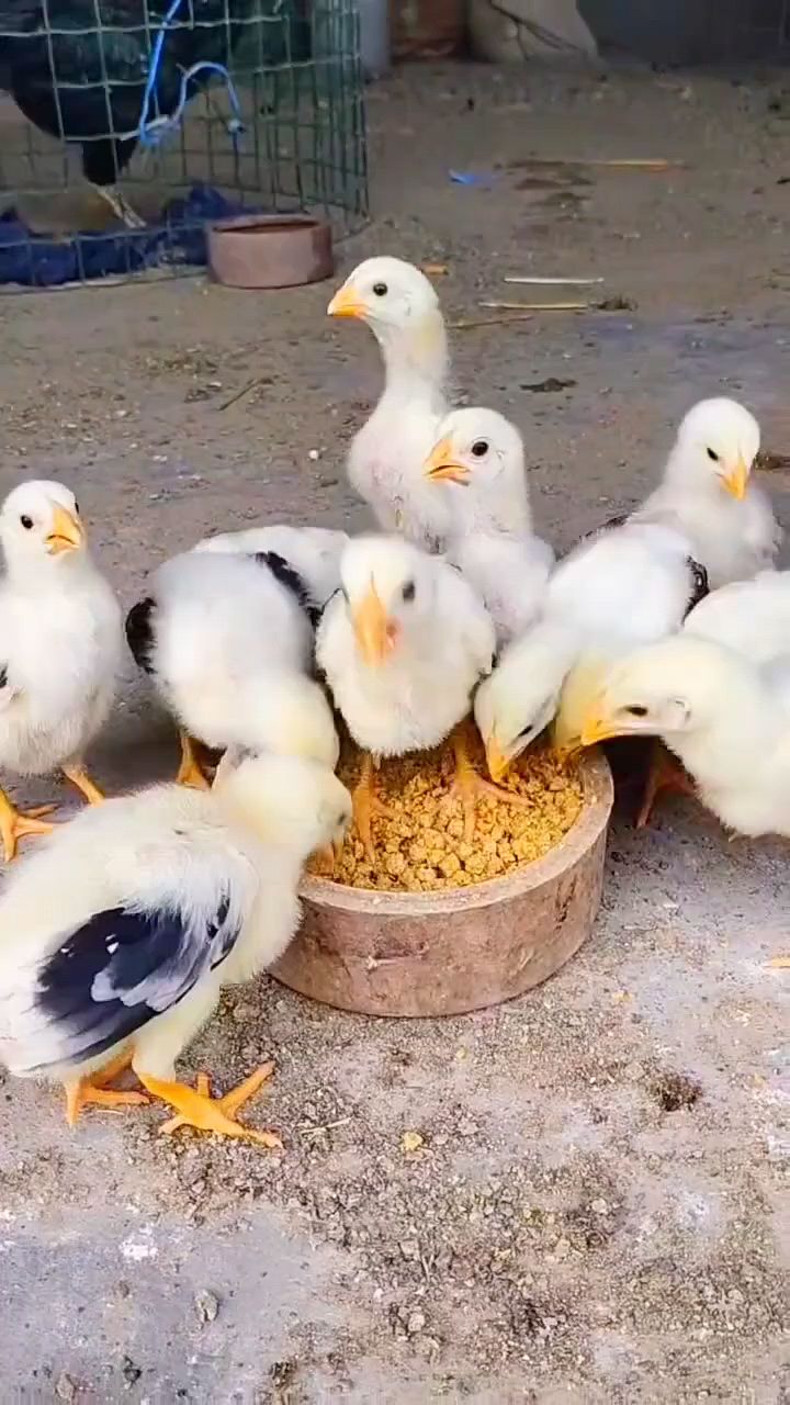 小鸡吃什么长得快