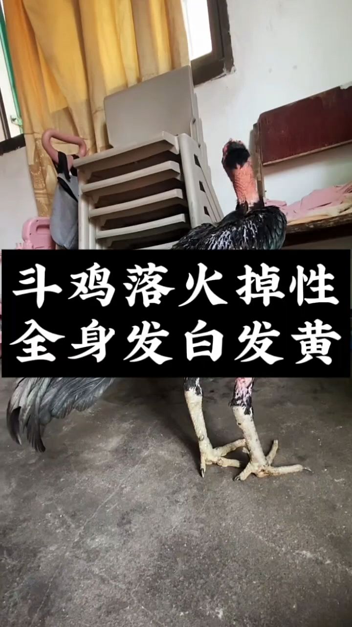 斗鸡发白怎么处理调理