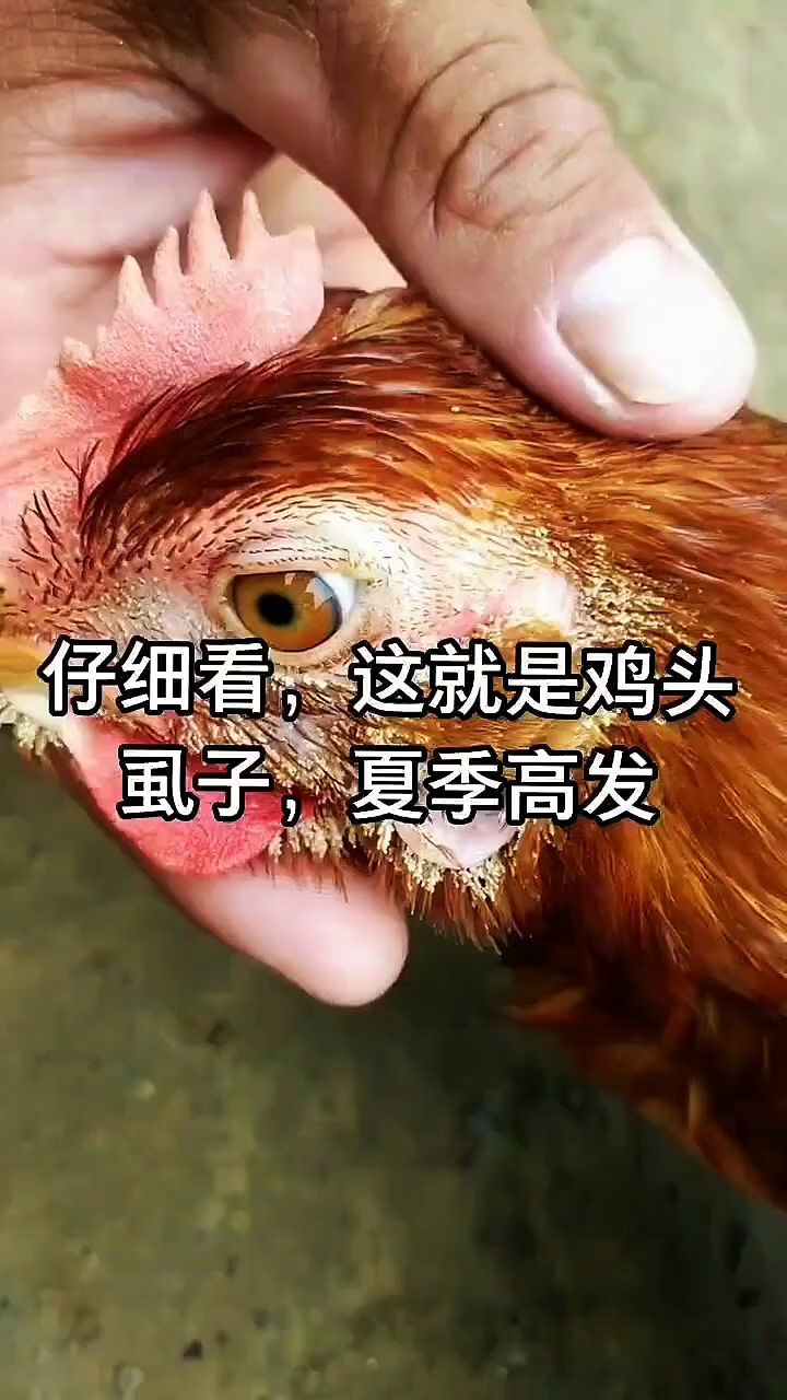 看看这密密麻麻的鸡虱子
