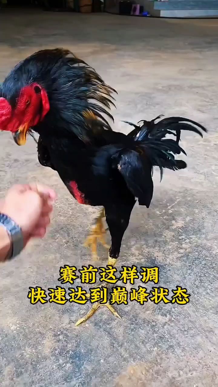 斗鸡怎么调理巅峰状态好
