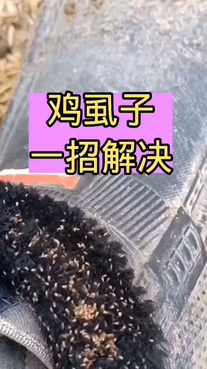 养鸡一定要灭鸡虱子