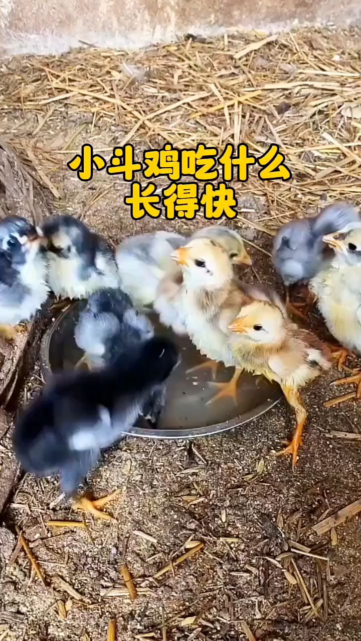 小鸡吃什么长大快