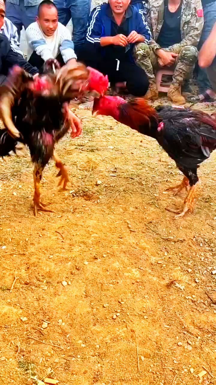 斗鸡比赛一脚打死对方