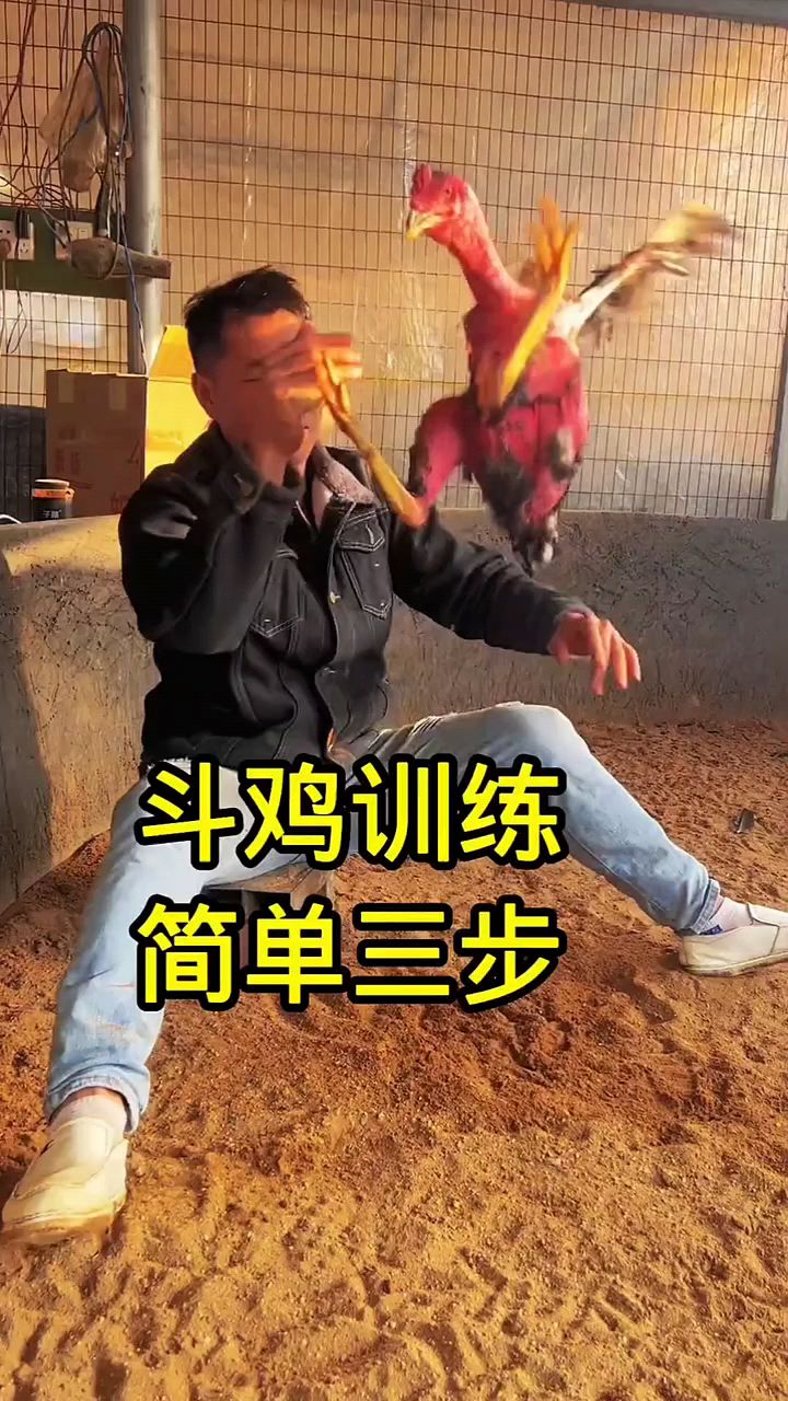 斗鸡训练简单三步
