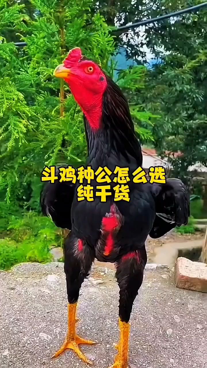 斗鸡种公鸡怎么选
