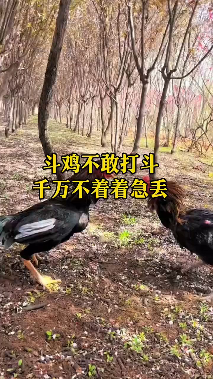 斗鸡打斗怂包,怎么办