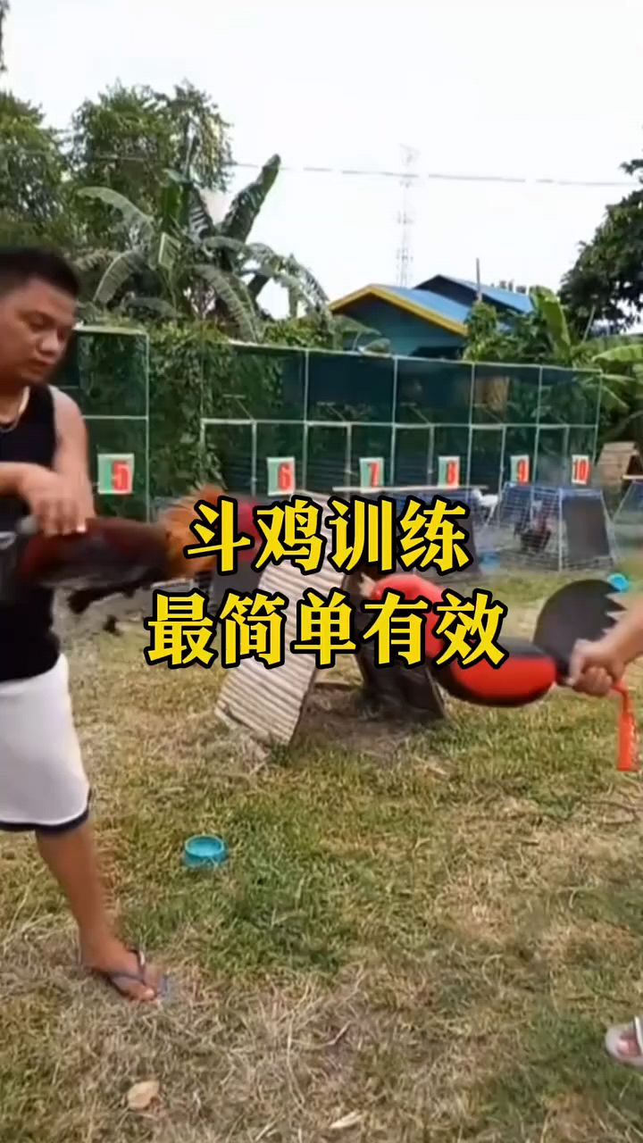 斗鸡训练最简单的方法