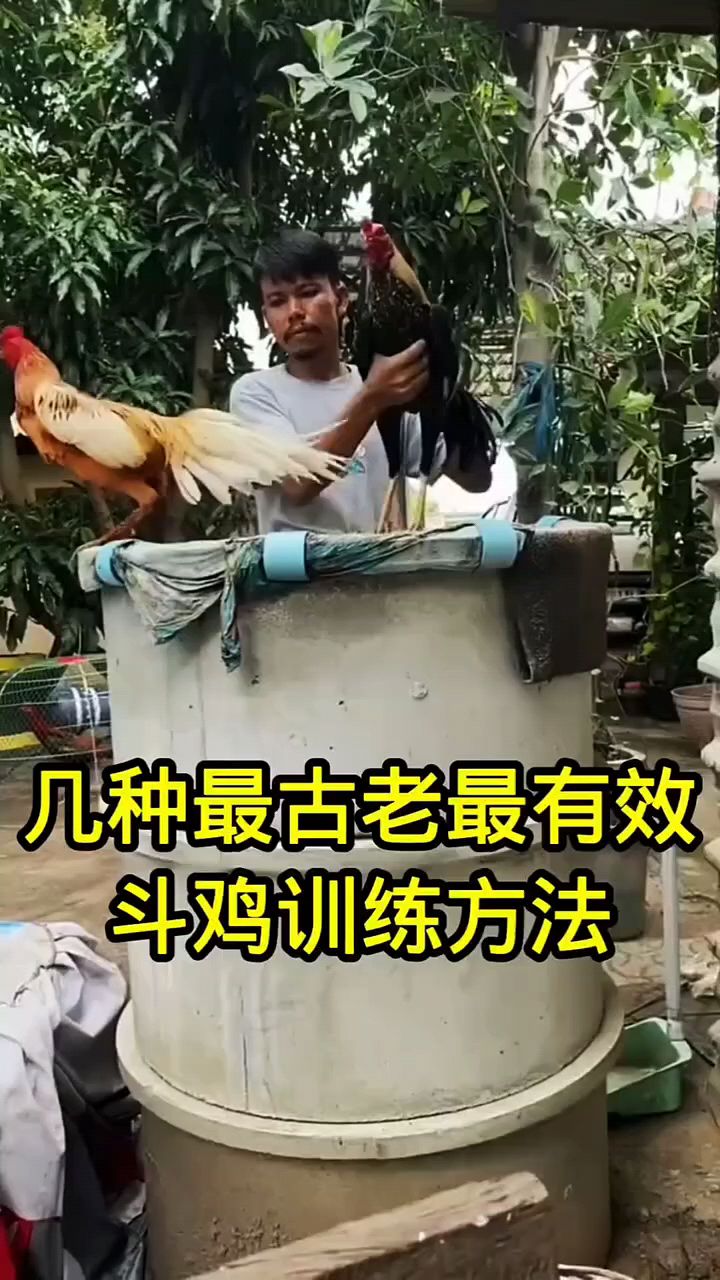 几种古老训练斗鸡的方法