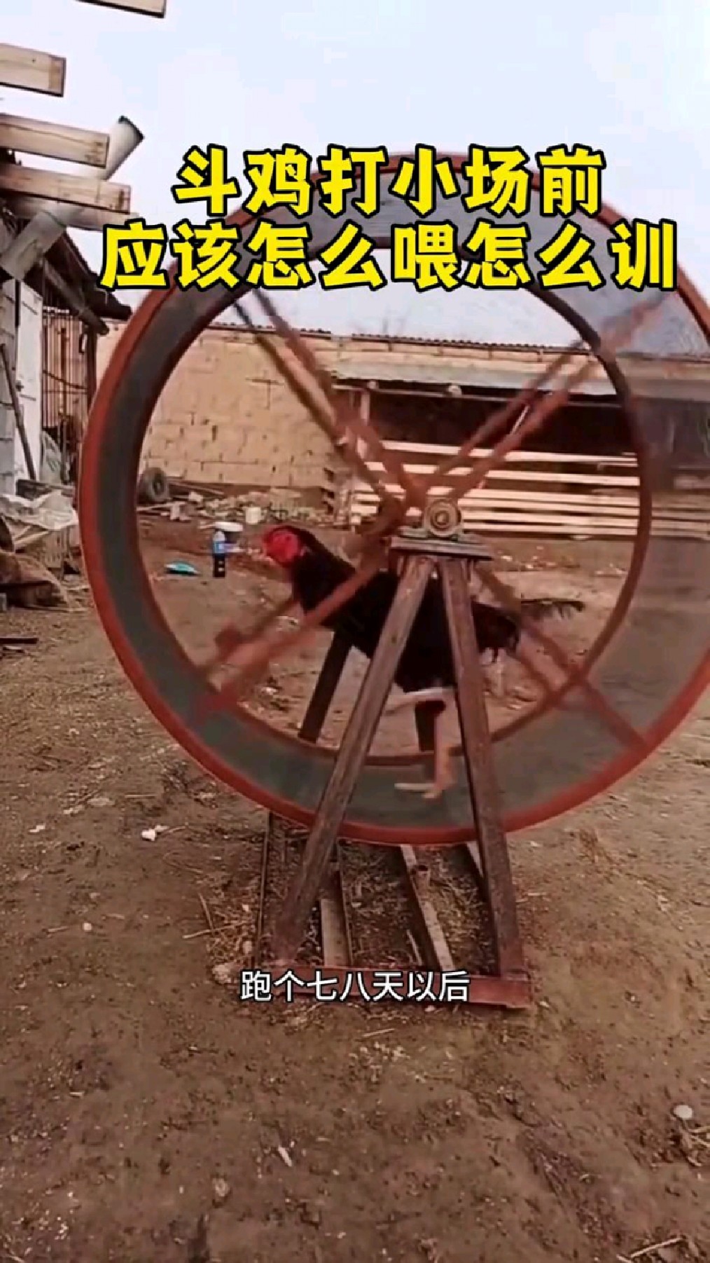 斗鸡打比赛怎么训练