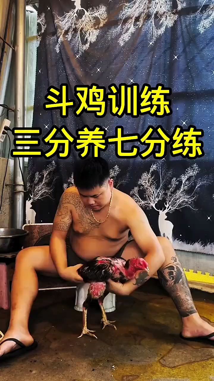 斗鸡训练怎么练好