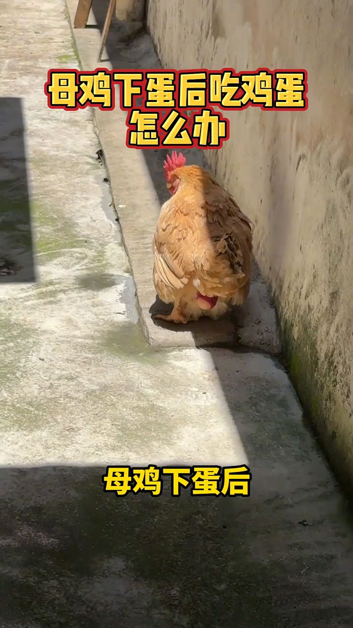 母鸡下蛋后自己吃了怎么办