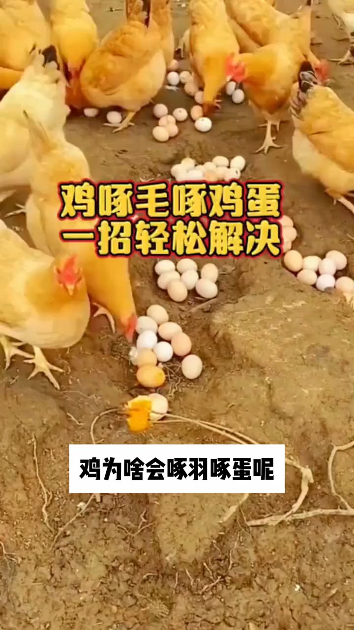 鸡啄肛吃鸡蛋怎么办