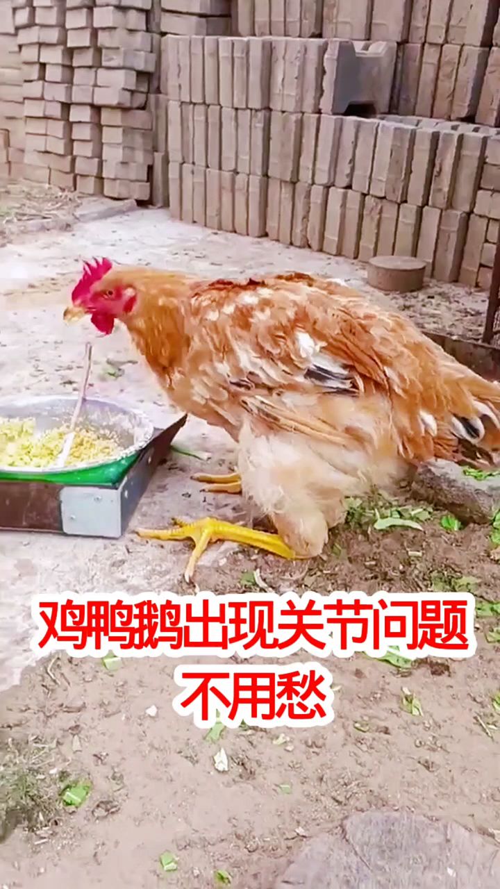 鸡鸭鹅腿瘸瘫痪怎么办