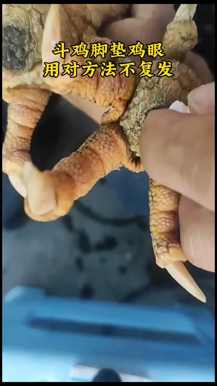 斗鸡长鸡眼脚垫怎么办