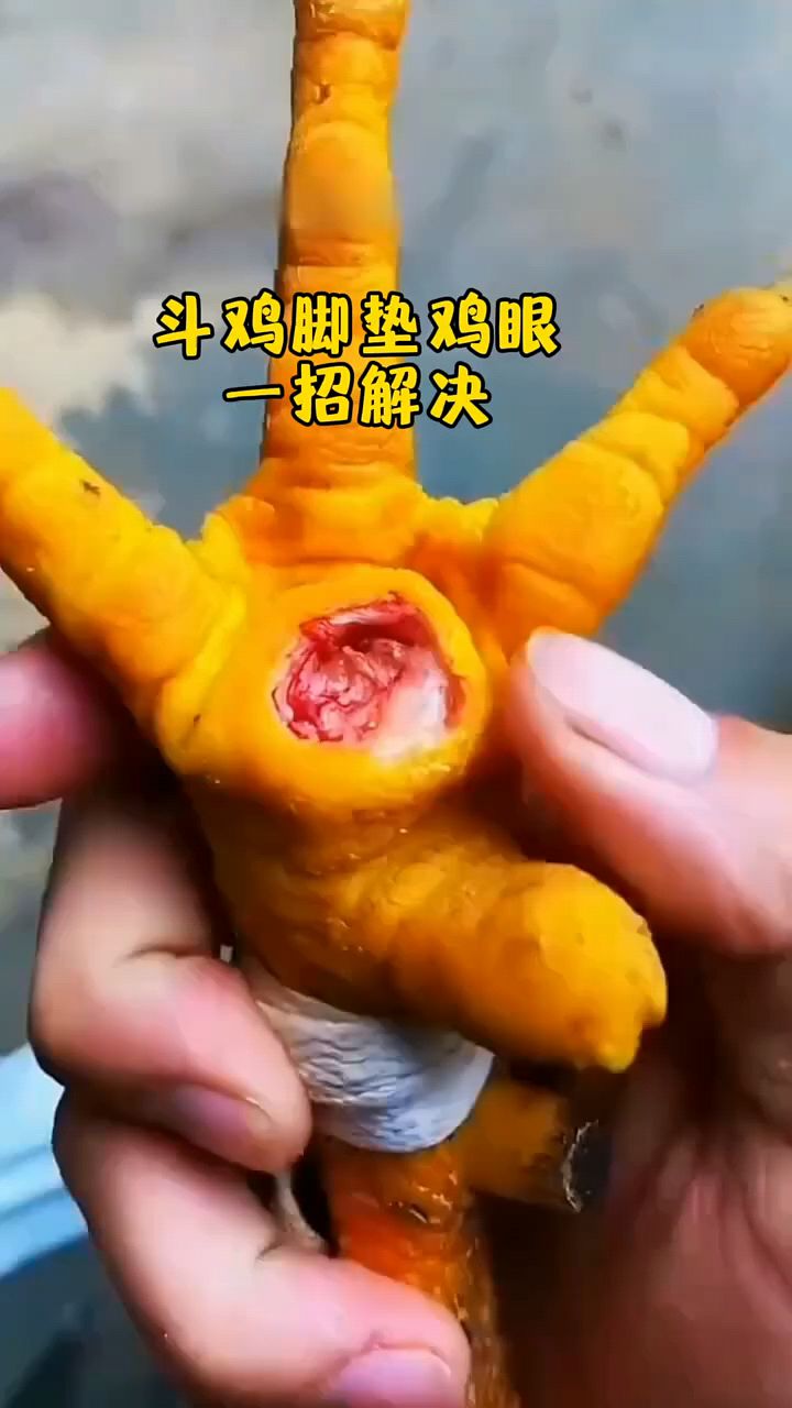 斗鸡鸡眼脚垫怎么处理