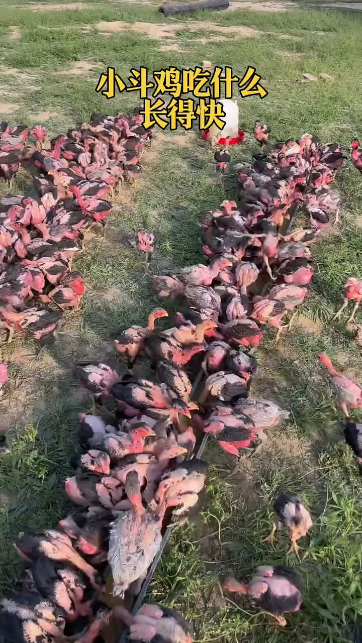 小鸡吃什么长得快
