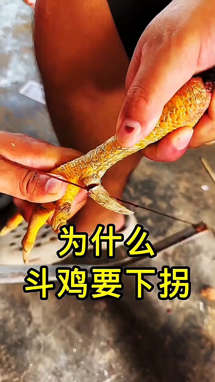 斗鸡下拐是什么意思