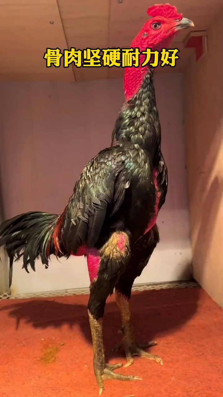 斗鸡骨骼坚硬耐力好